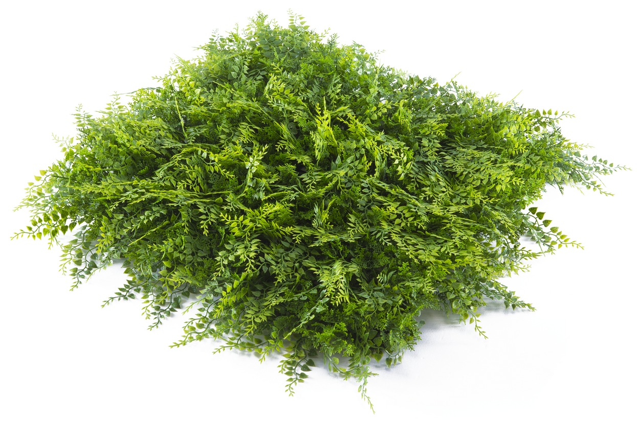 عشب جداري (16)