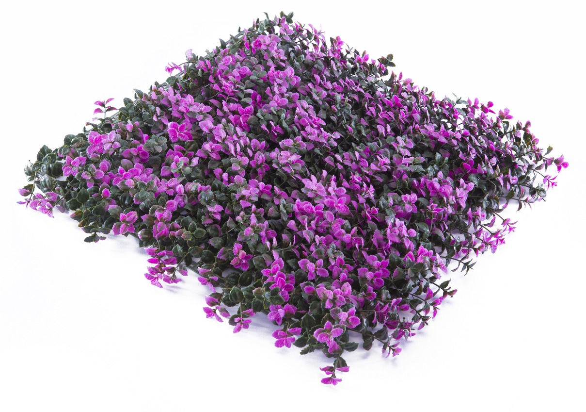 عشب جداري (20)