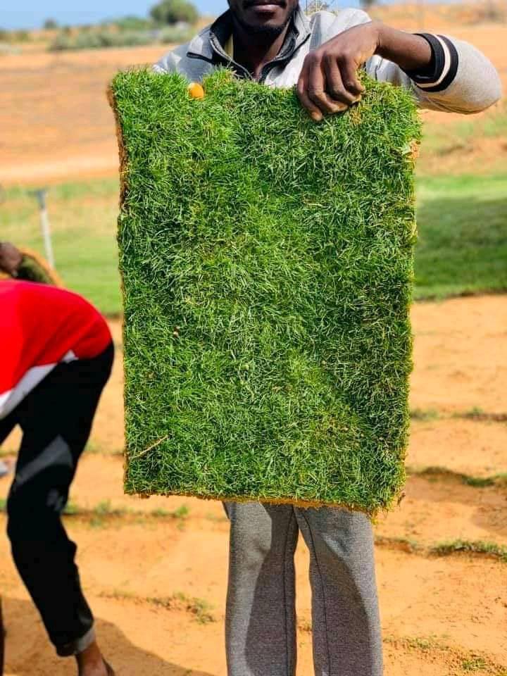 عشب طبيعي (15)