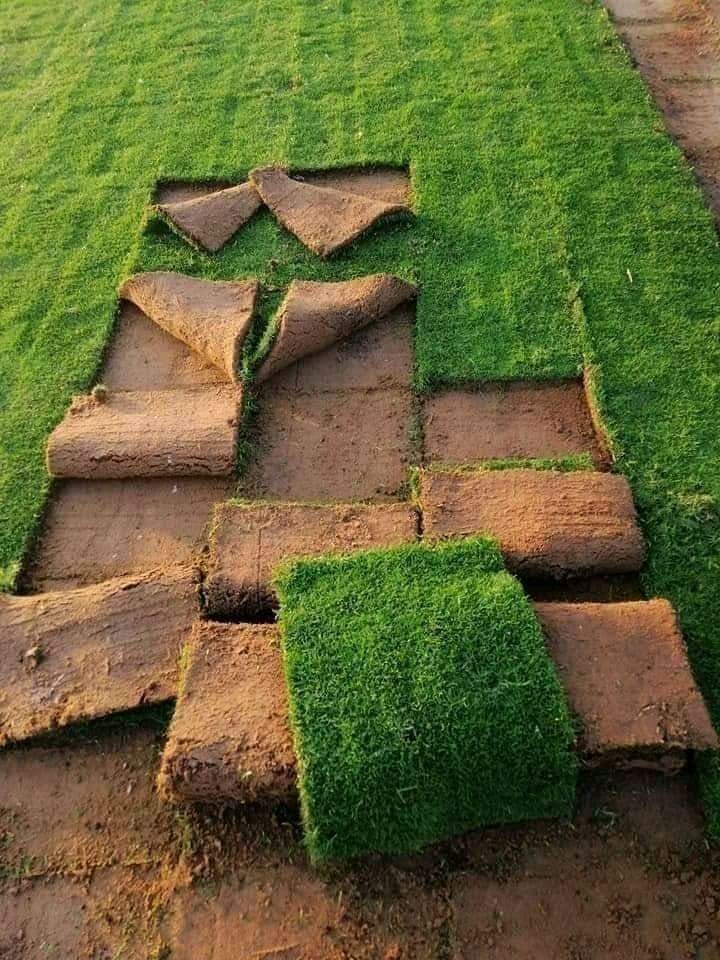 عشب طبيعي (21)