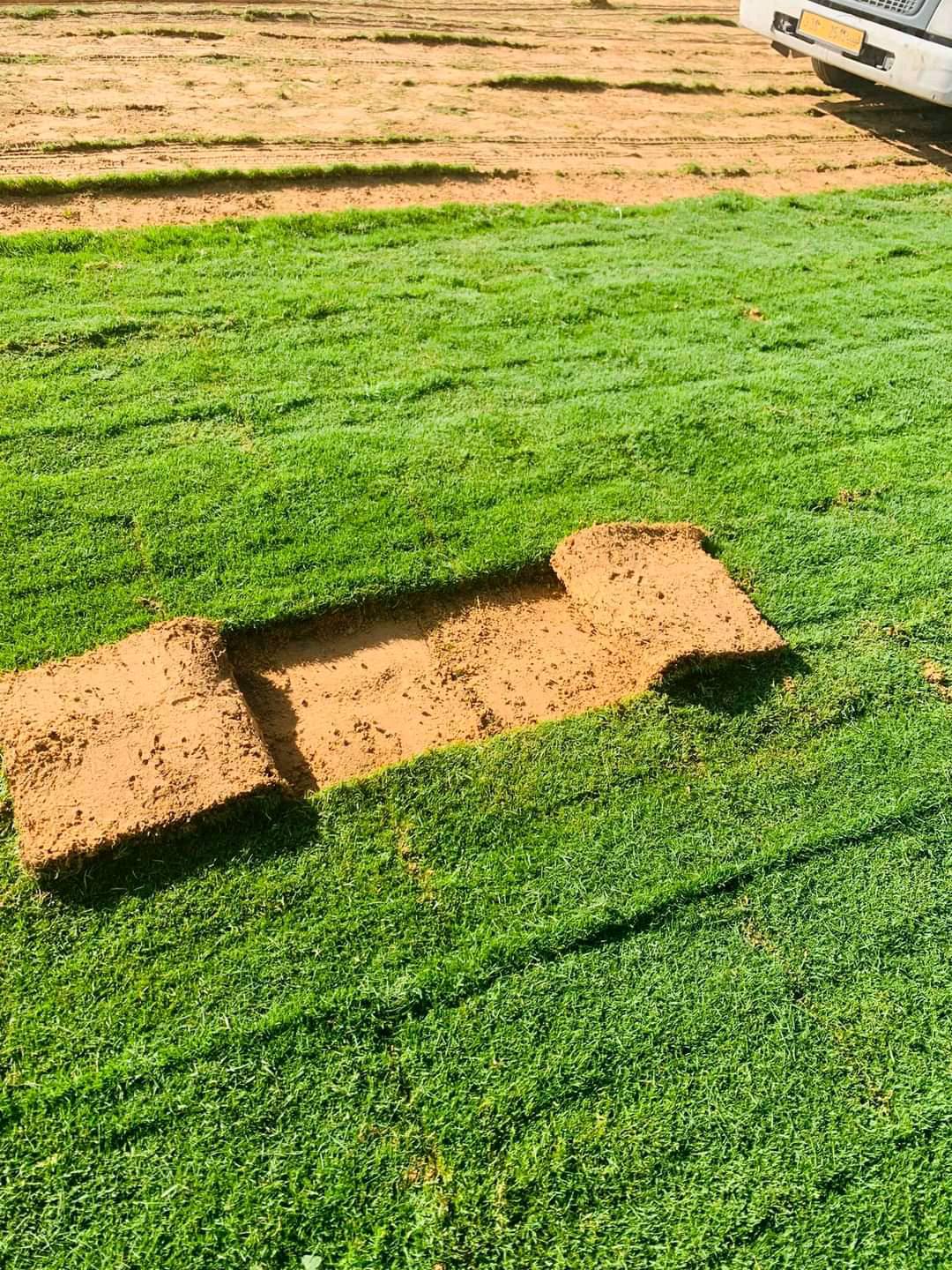 عشب طبيعي (27)