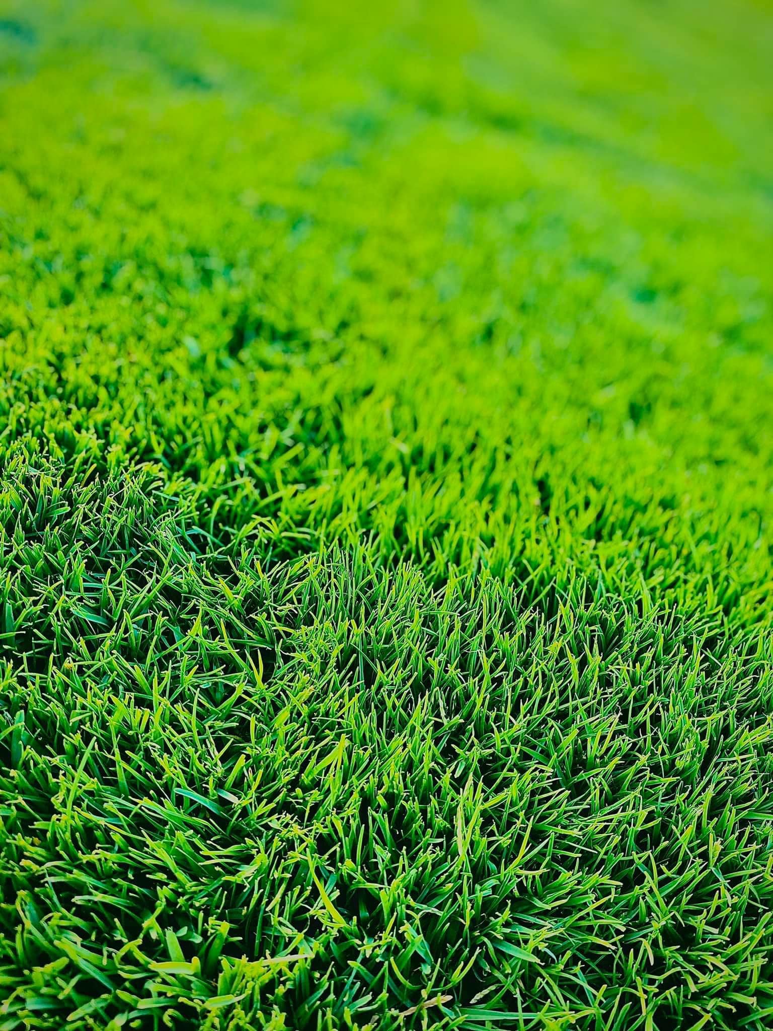 عشب طبيعي (33)