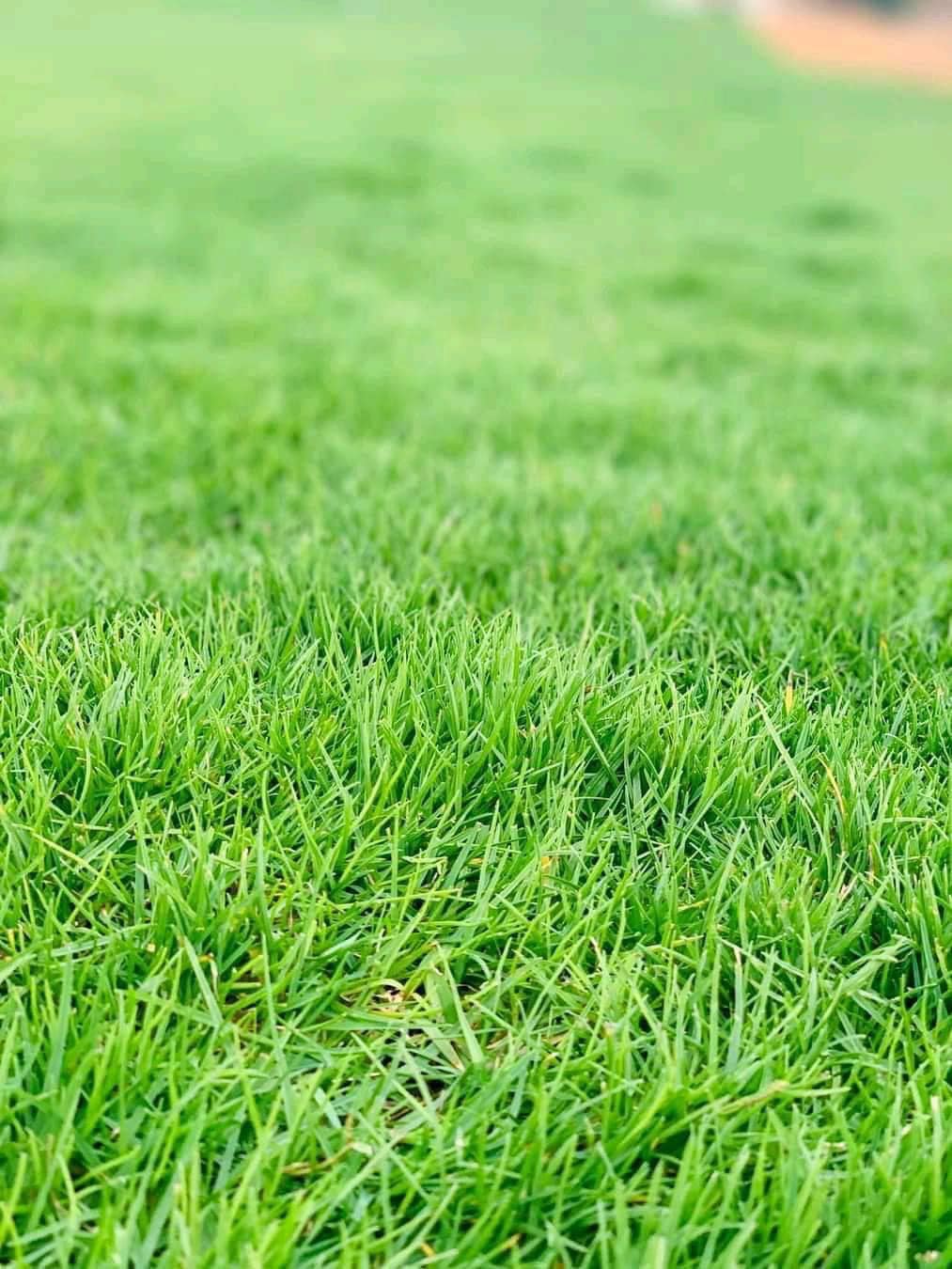 عشب طبيعي (43)